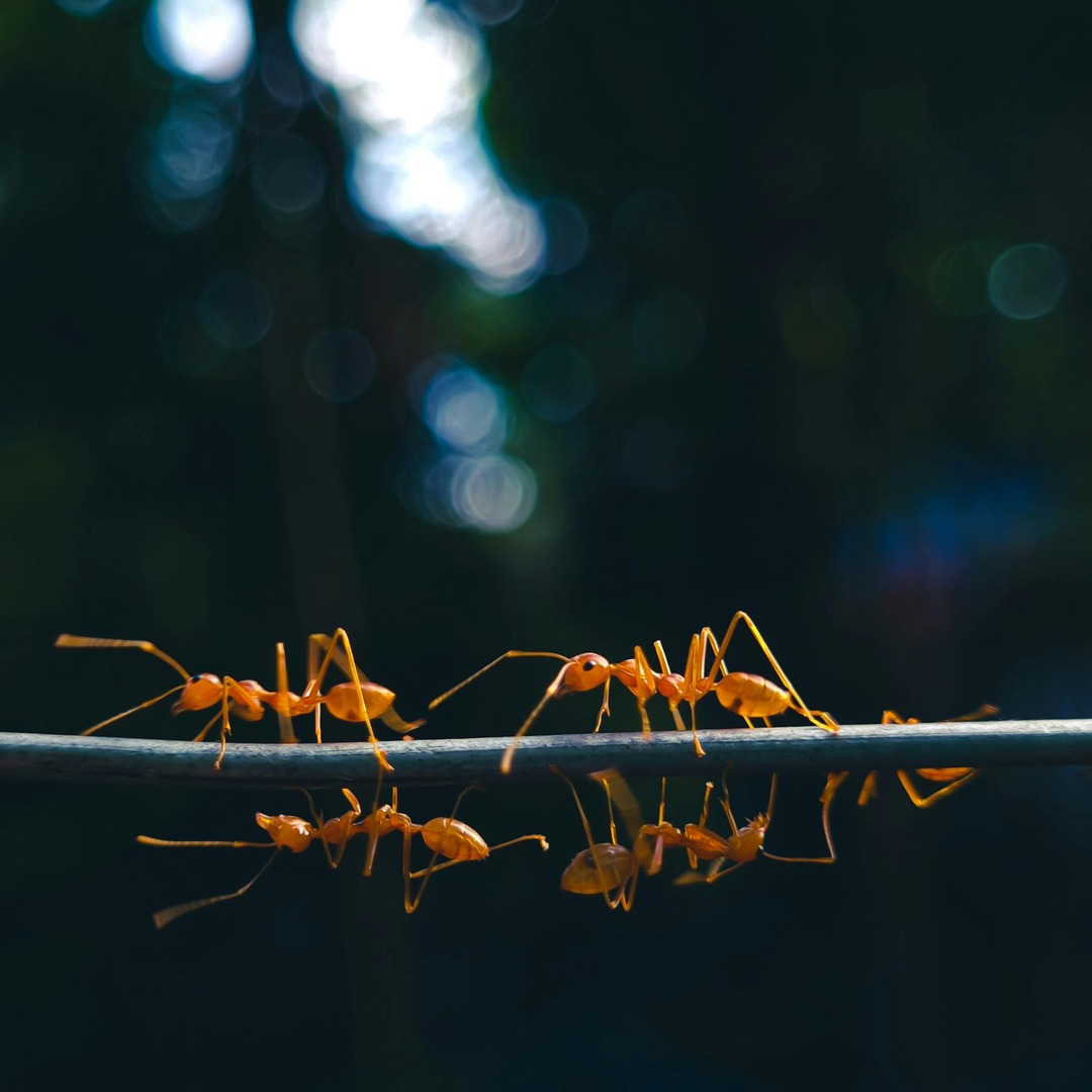 Les fourmis peuvent se transformer en structures vivantes pour franchir un vide.