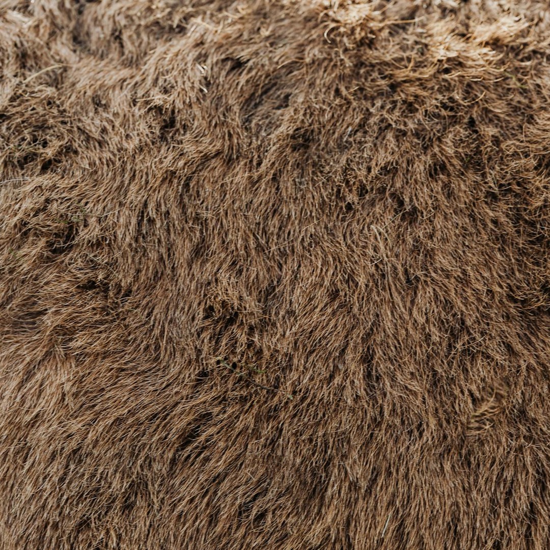 Les loutres de mer ont la fourrure la plus dense du monde animal.