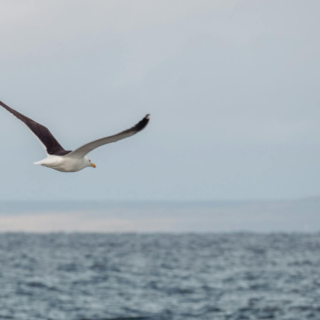 Les albatros peuvent parcourir plus de 1 000 km par jour en planant.