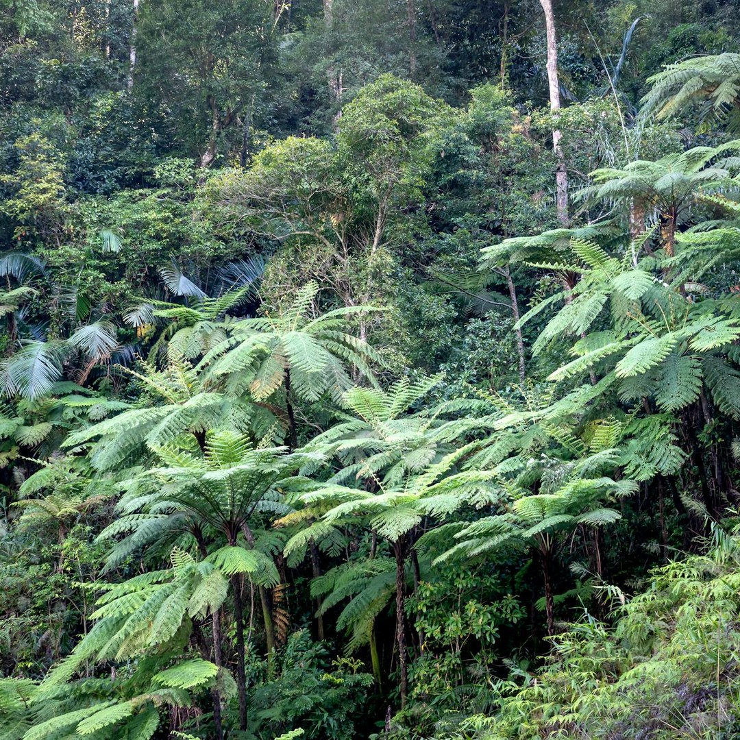 L'Antarctique était une forêt tropicale il y a 90 millions d'années.