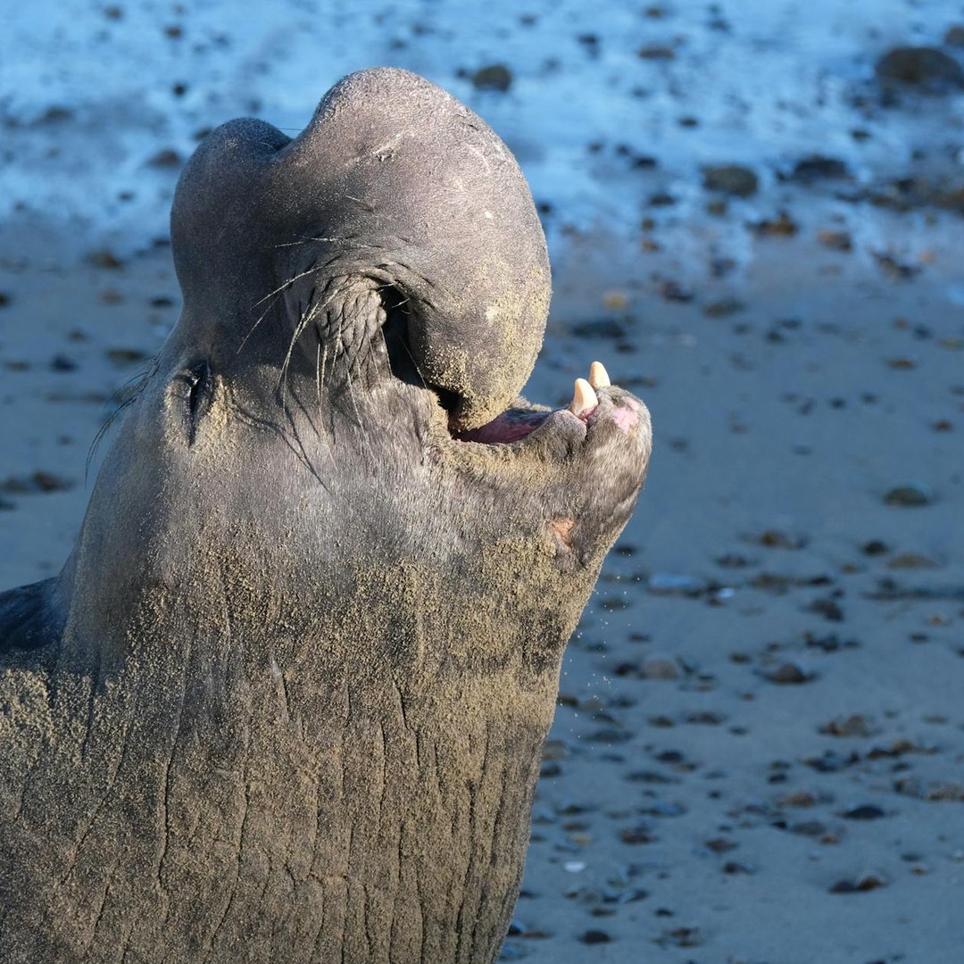 Les éléphants de mer peuvent plonger jusqu'à 2 000 m de profondeur.