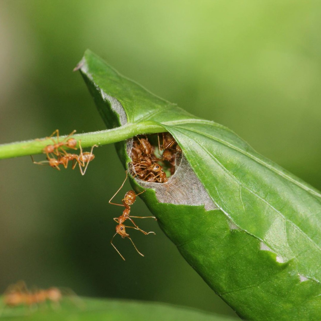 Les fourmis tisserandes fabriquent de la soie avec leurs larves.