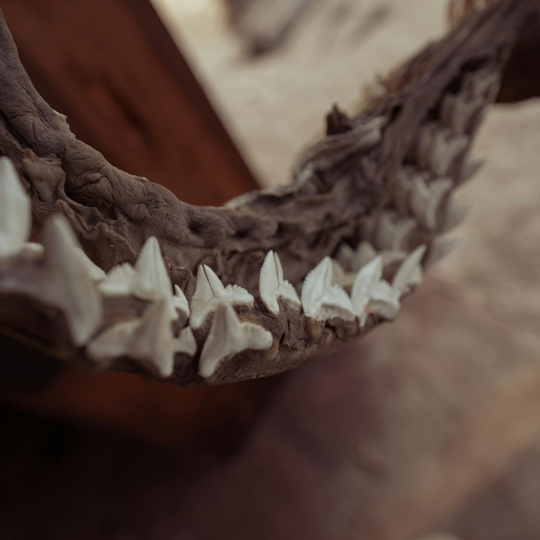Les requins remplacent leurs dents toute leur vie.
