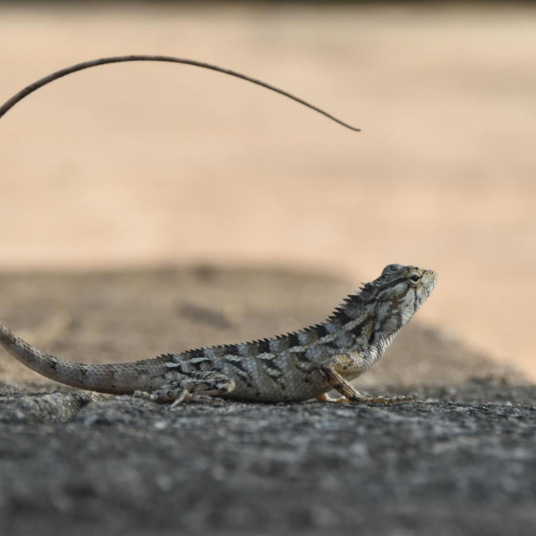 Les lézards peuvent se séparer de leur queue pour échapper aux prédateurs.