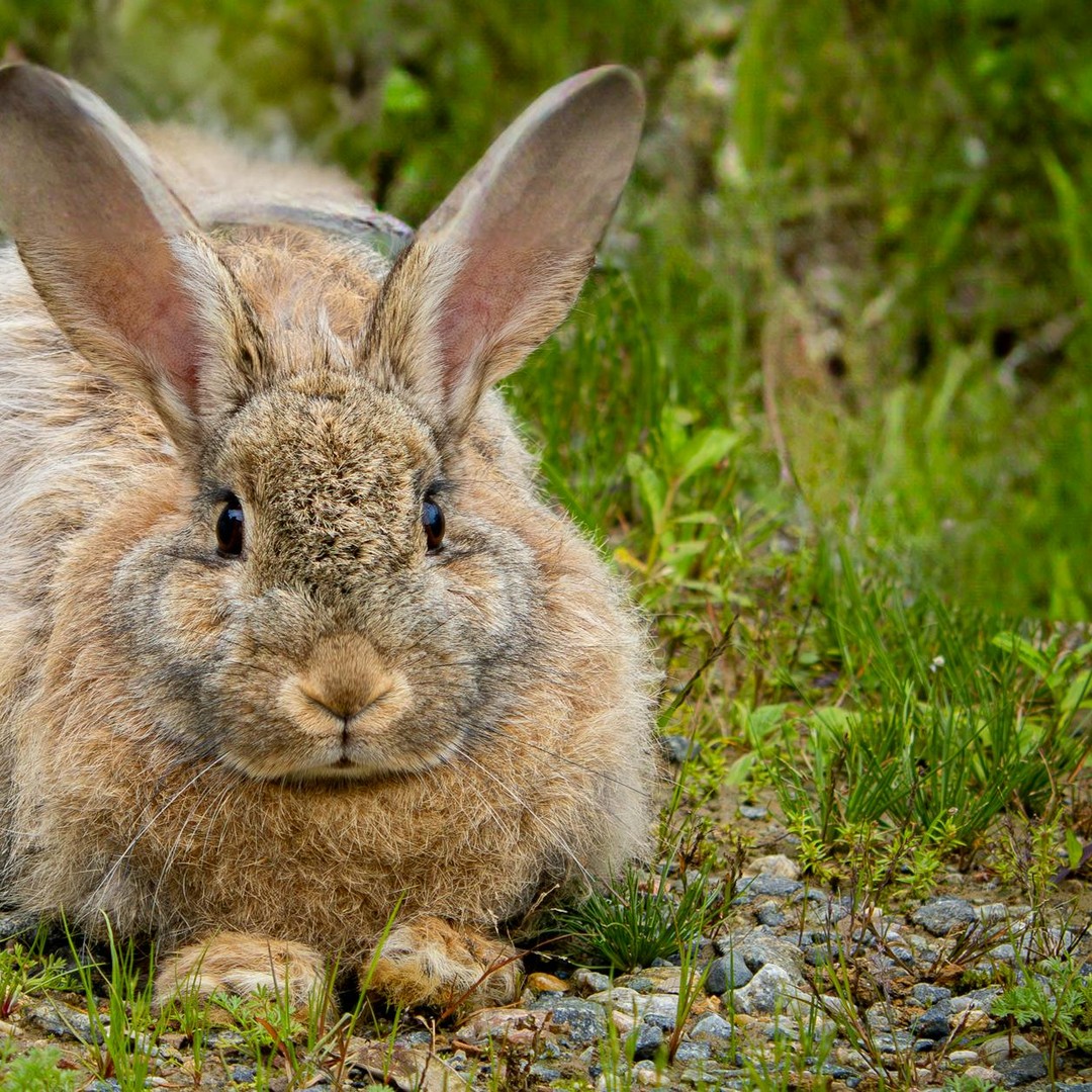 Les lapins ne sont pas des rongeurs mais des lagomorphes.