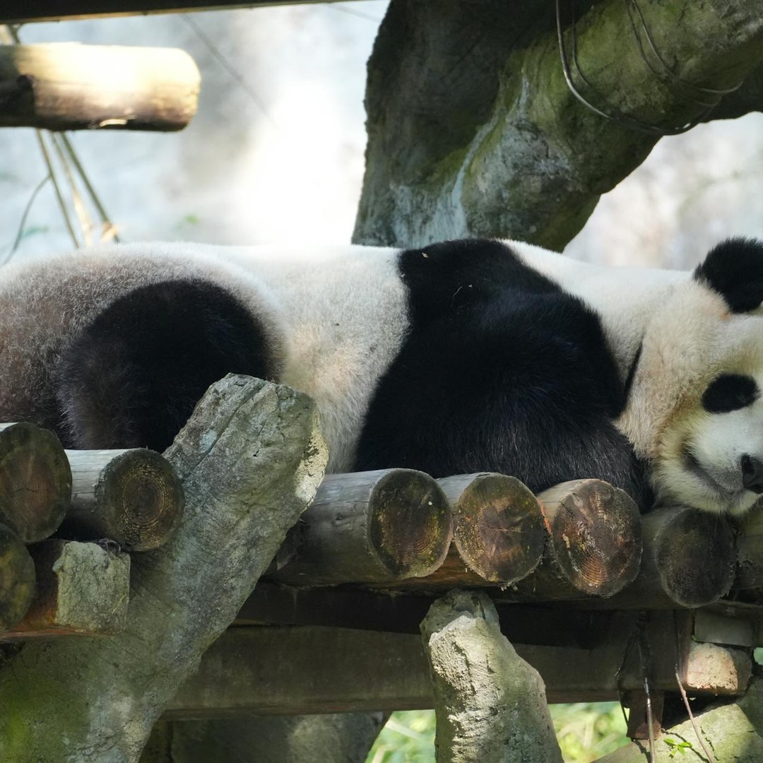 Les pandas géants passent souvent plus de dix heures par jour à manger du bambou.