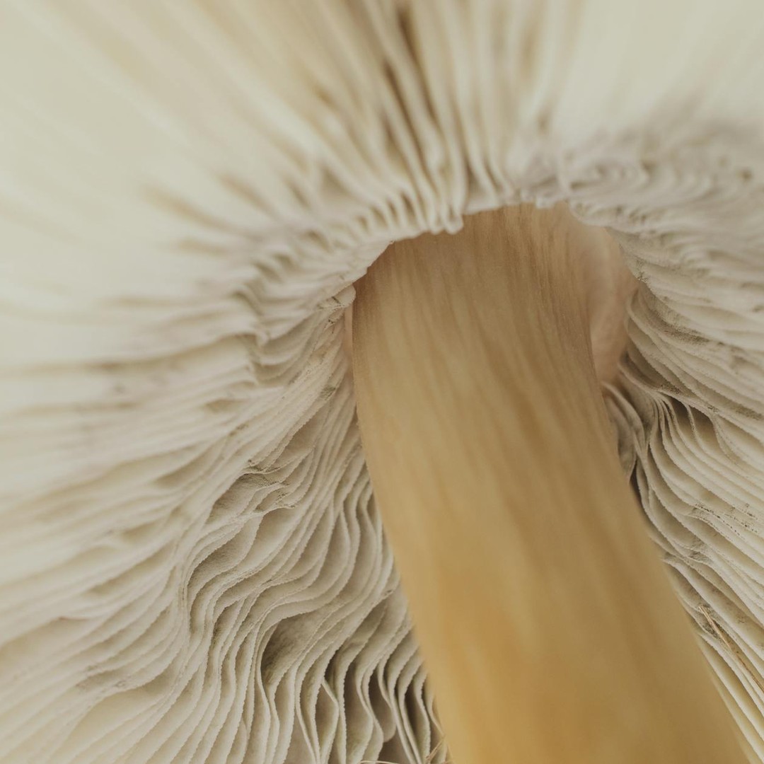 Certains champignons mortels peuvent rester discrets pendant des heures.