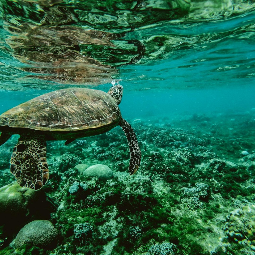Les tortues de mer peuvent retenir leur souffle pendant plusieurs heures au repos.