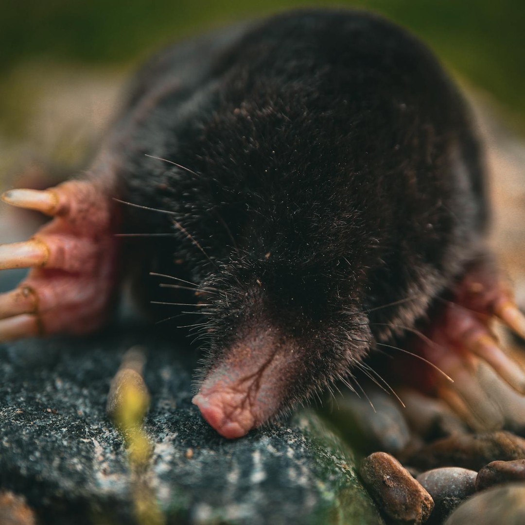 La taupe à nez étoilé peut identifier une proie en 8 millisecondes.