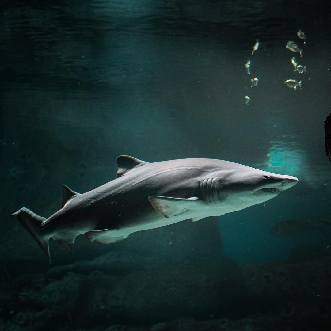 Certaines espèces de requins doivent nager presque en permanence pour respirer.