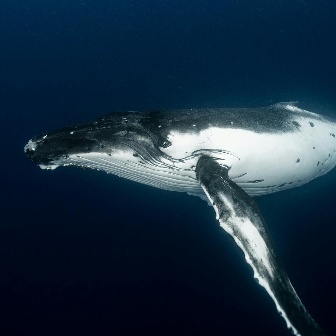 Les chants des baleines à bosse peuvent se répéter pendant des heures.