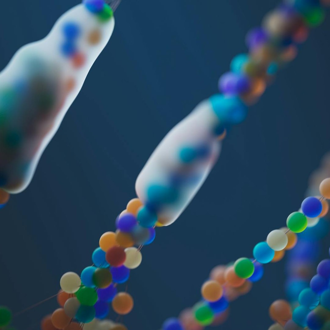 Les humains ont 46 chromosomes mais les pommes de terre en ont 48.