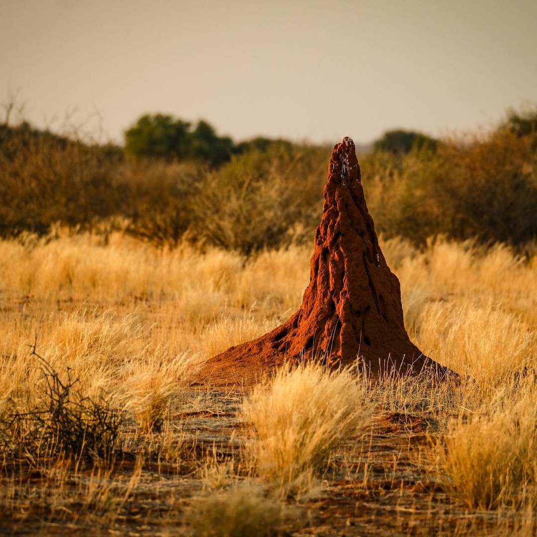 Les termites construisent des structures collectives géantes à leur échelle.