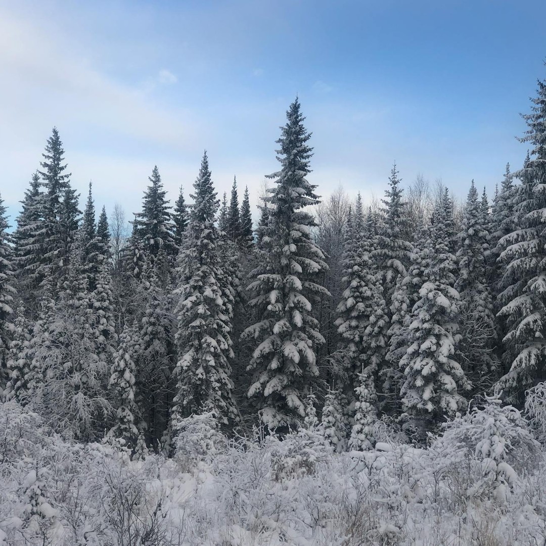 Les forêts boréales stockent autant ou plus de carbone que les forêts tropicales.