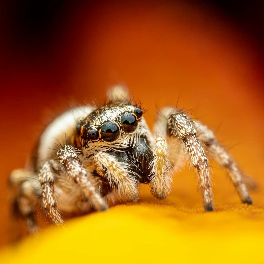 Les araignées sautent plus de 50 fois leur longueur de corps.