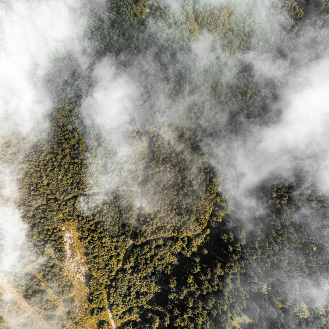 Les forêts émettent leurs propres nuages de particules organiques.