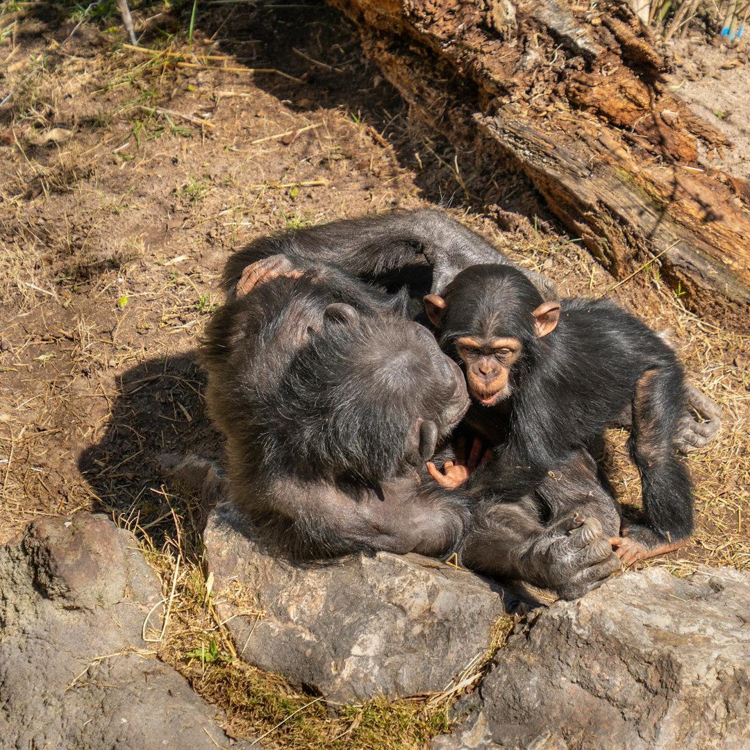 Les chimpanzés entrent en guerre pour défendre leur territoire.