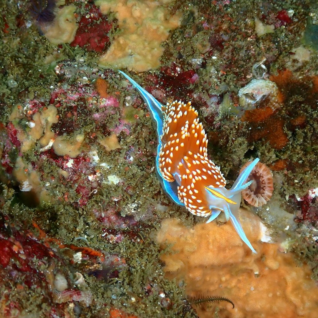 Certains nudibranches réutilisent les cellules urticantes de leurs proies.