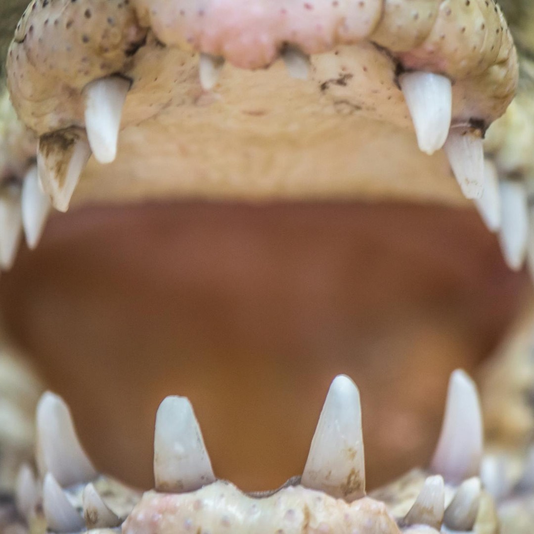 Un crocodile ne peut pas tirer la langue.