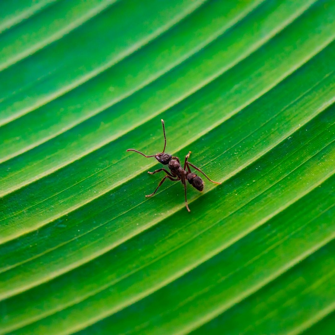 Les fourmis apprennent à éviter les trajets dangereux.