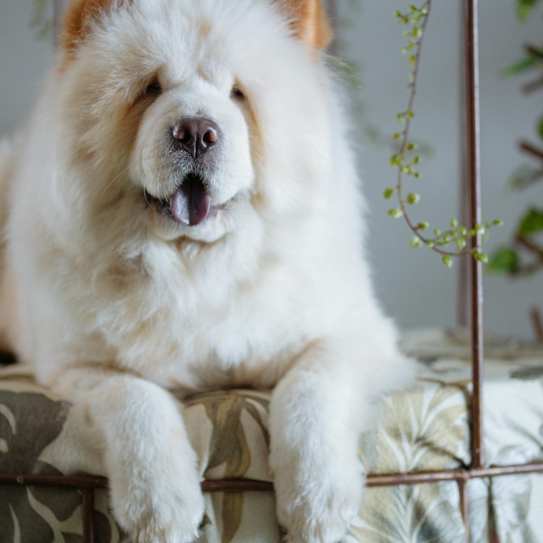 Le chow-chow fait partie des rares chiens à langue bleu-noir.