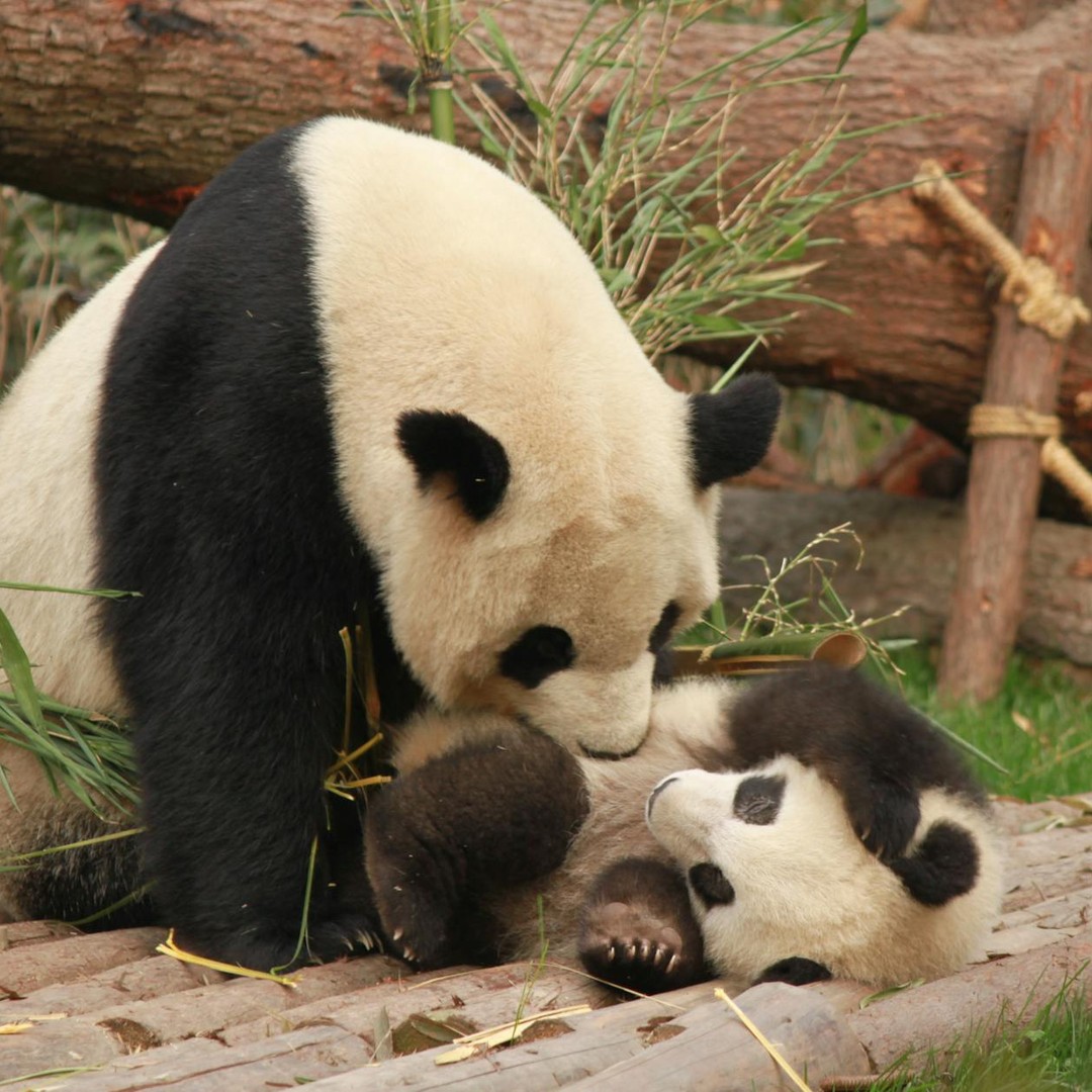 Les pandas géants naissent aussi petits qu'une souris.