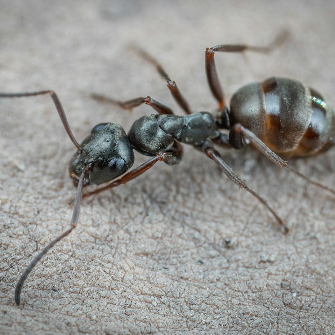 Les fourmis esclavagistes kidnappent les larves d'autres colonies.