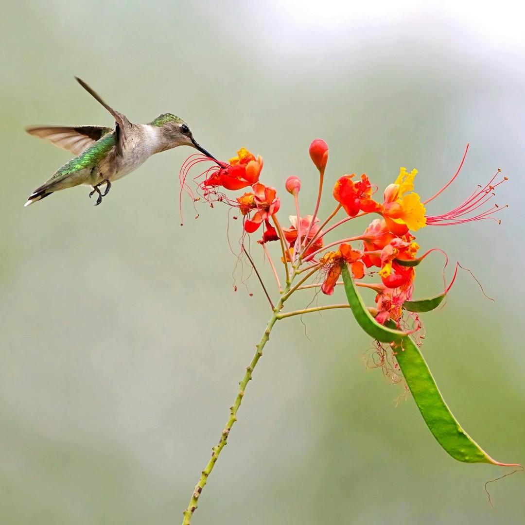 Le cœur d'un colibri bat jusqu'à 1 260 fois par minute.