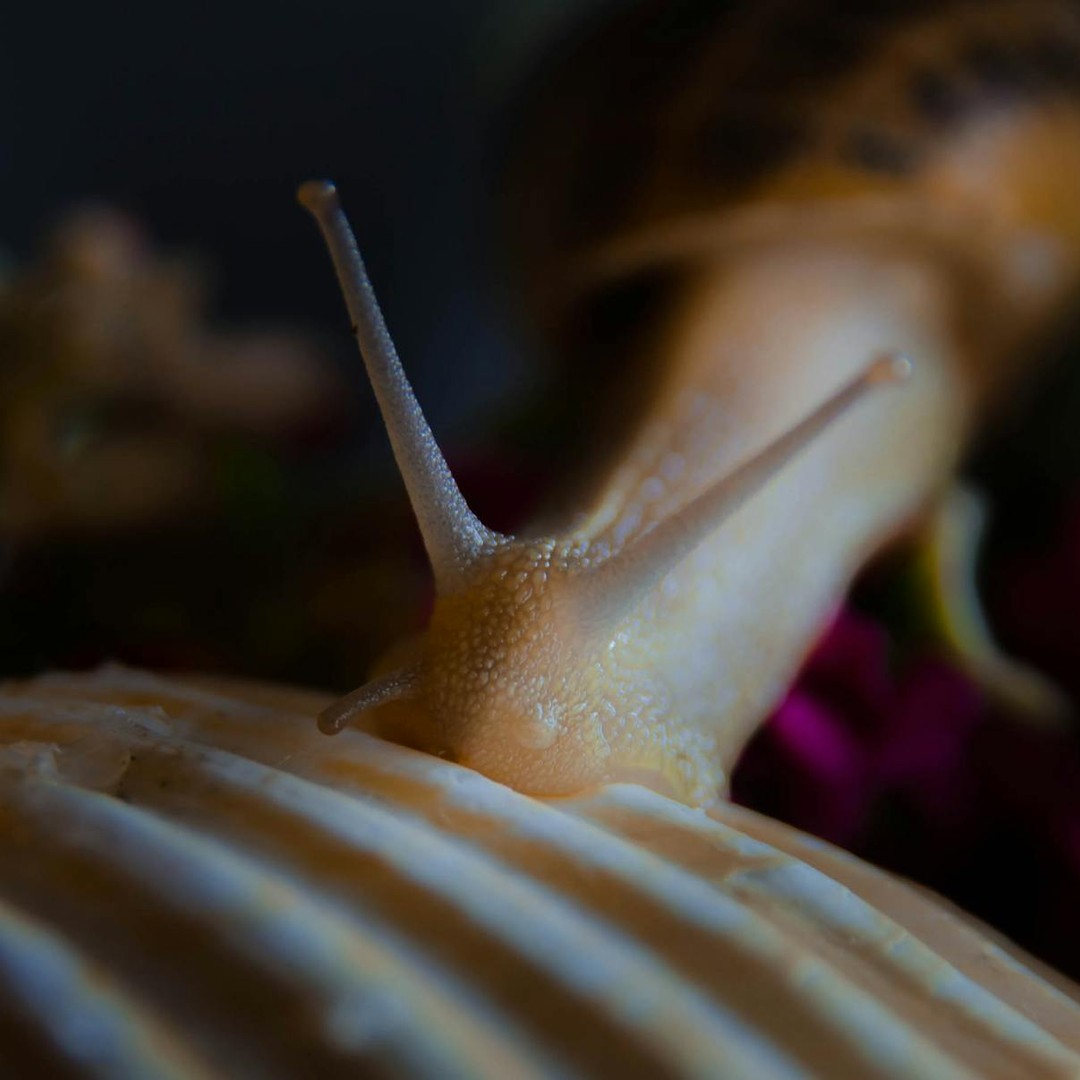Le venin de certains escargots de mer peut tuer un humain en minutes.