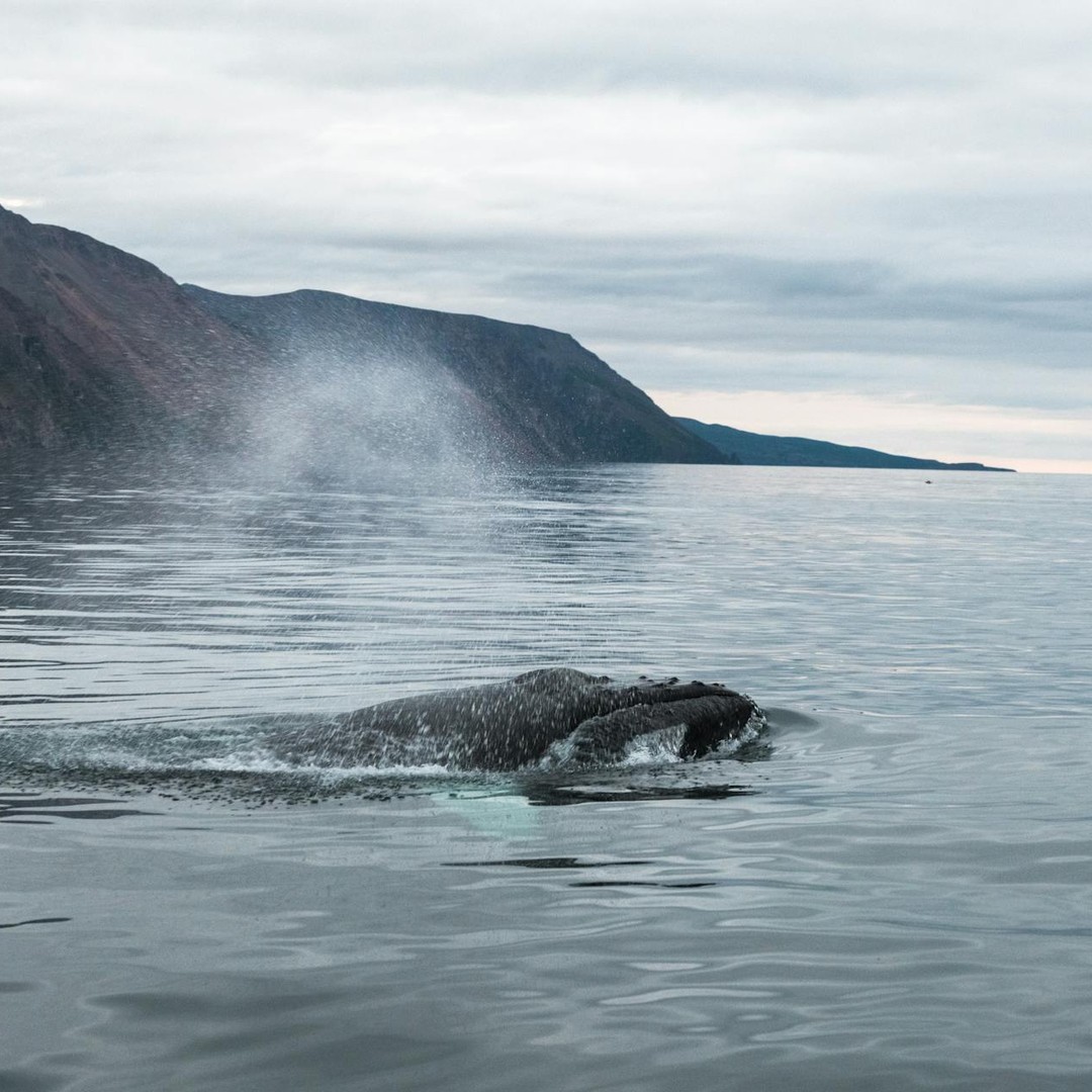 Les baleines grises migrent 20 000 km chaque année.