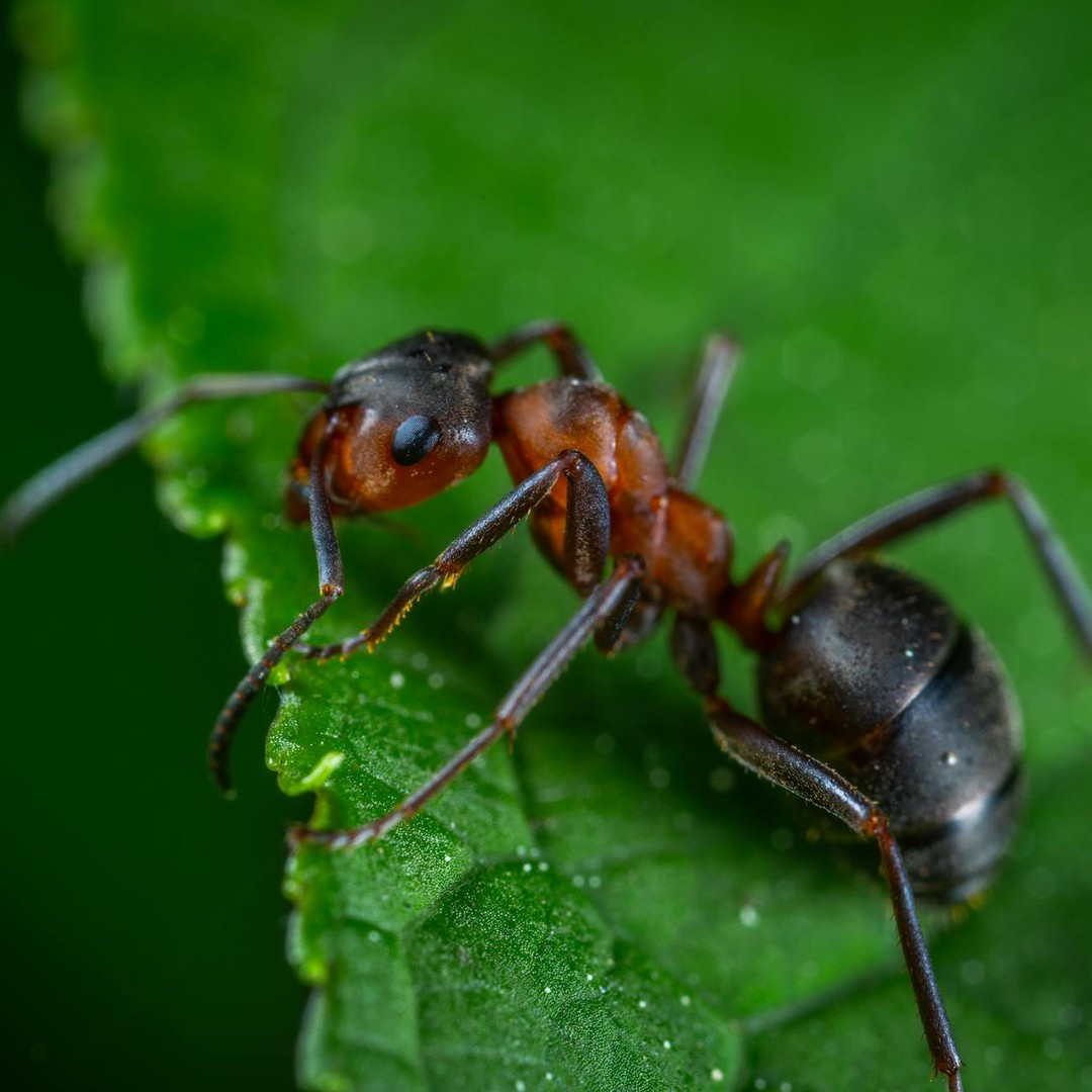 Les fourmis charpentières ne mangent pas le bois — elles y creusent.