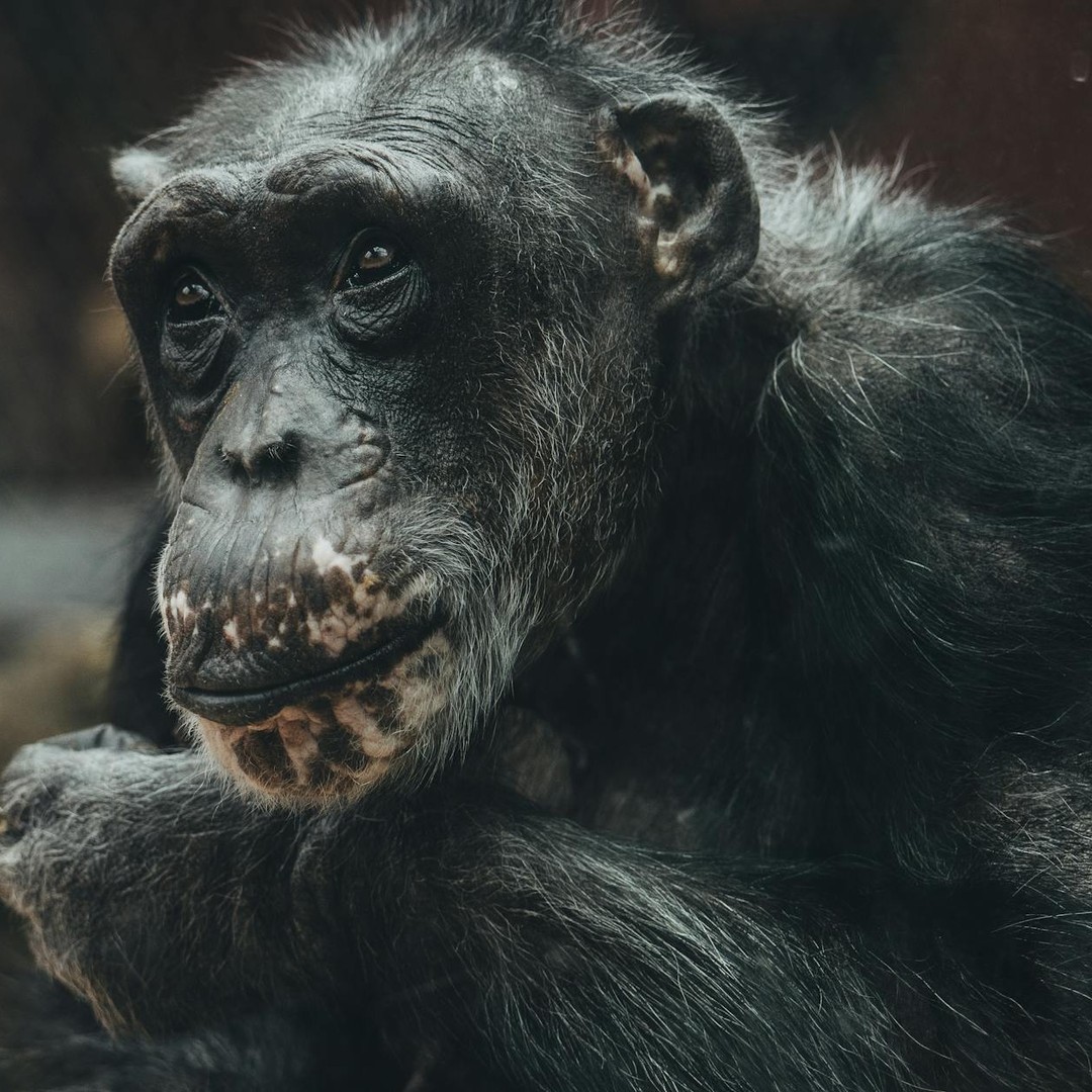 Les chimpanzés se souviennent de séquences de chiffres mieux que les humains.