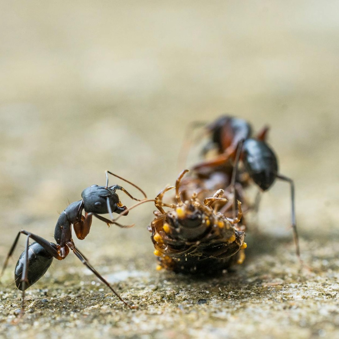 Certaines fourmis soignent leurs blessées.