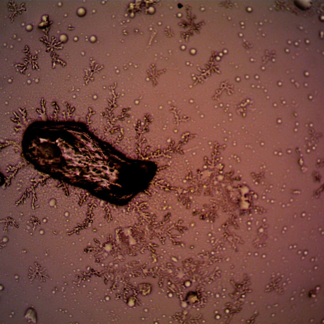 Des micro-organismes peuvent rester dormants très longtemps dans le permafrost.