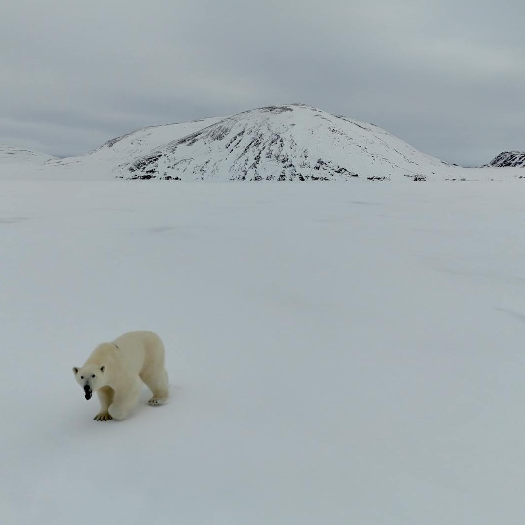Les ours polaires peuvent nager sur de très longues distances.