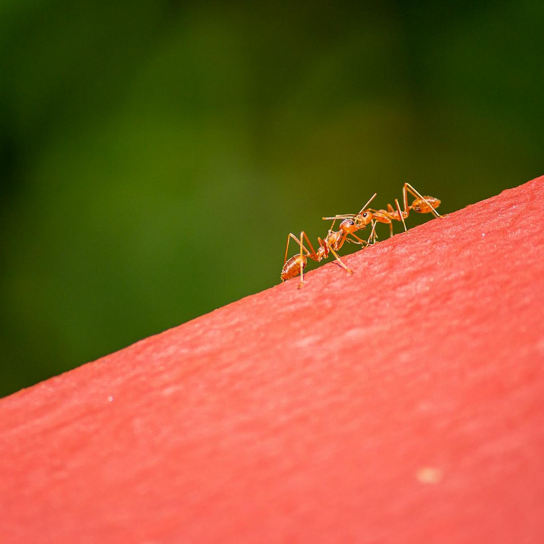 Les fourmis construisent des ponts avec leur corps pour s'entraider.