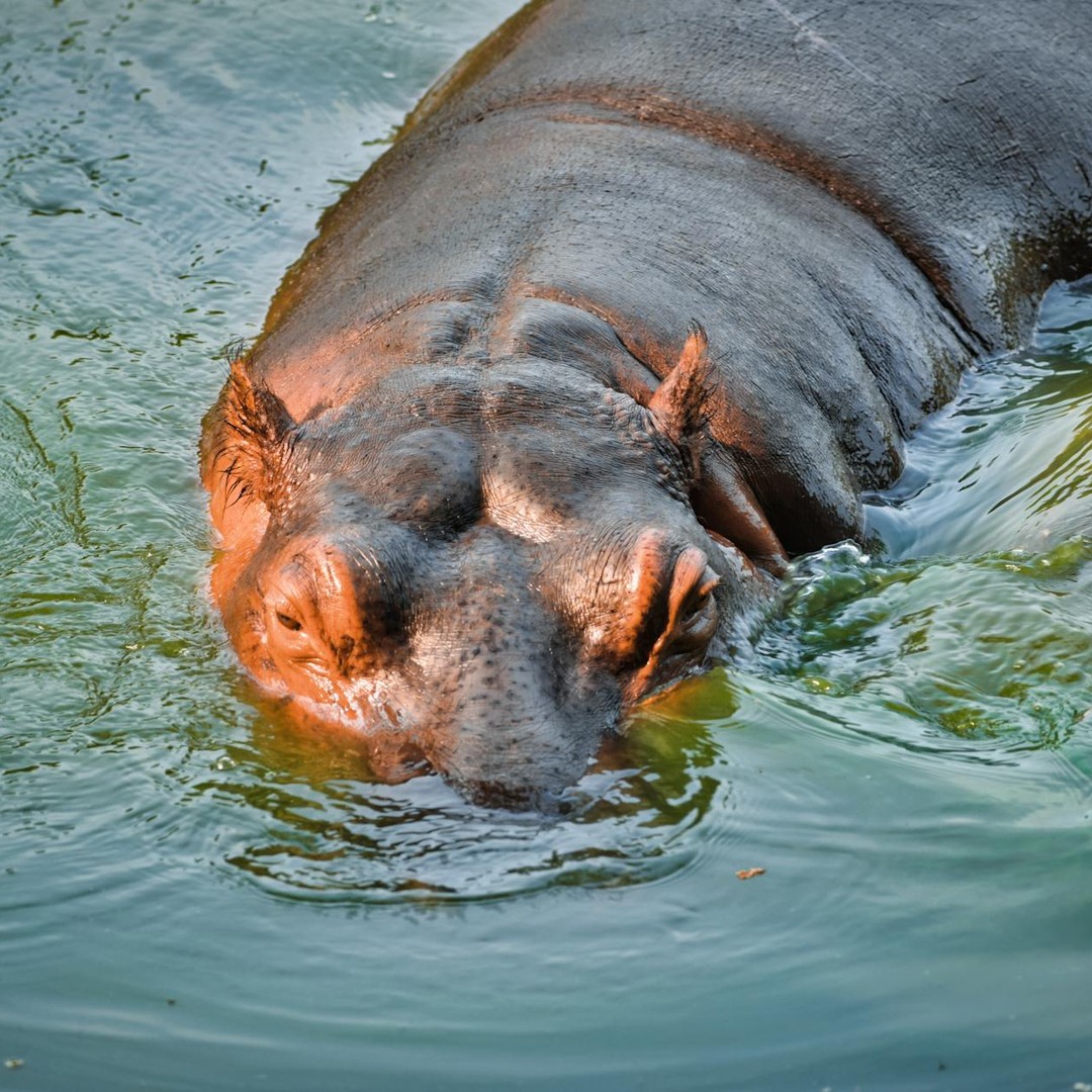 Les hippopotames produisent un écran solaire naturel rouge.