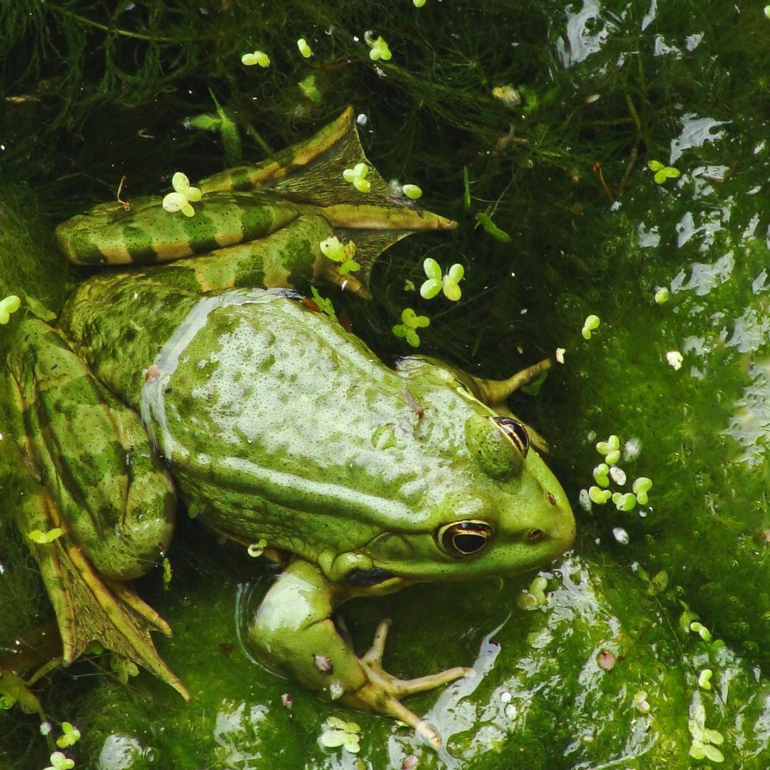 Les grenouilles absorbent l'eau par la peau, jamais par la bouche.