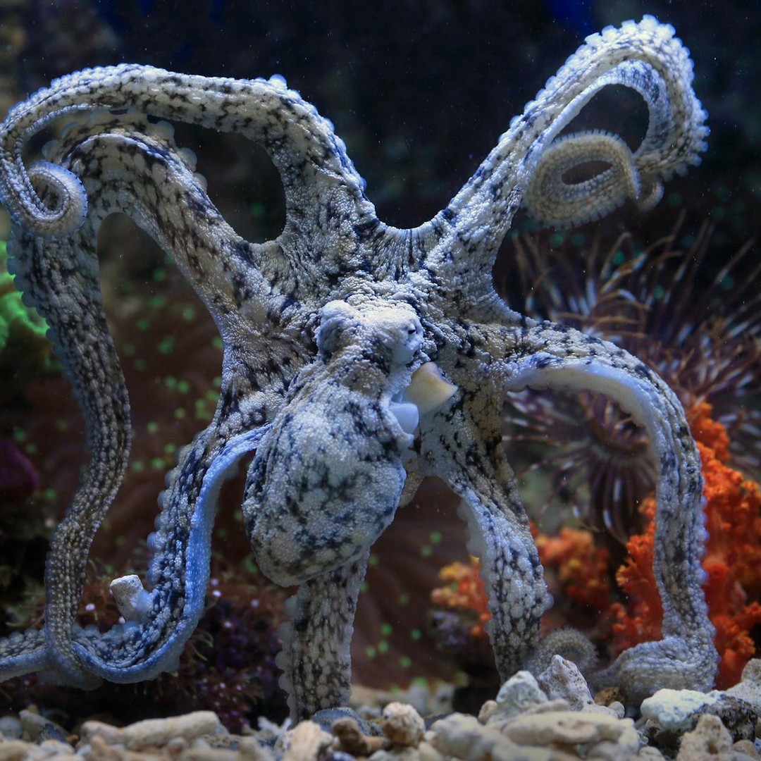 Les pieuvres perçoivent la lumière polarisée, invisible à l'humain.
