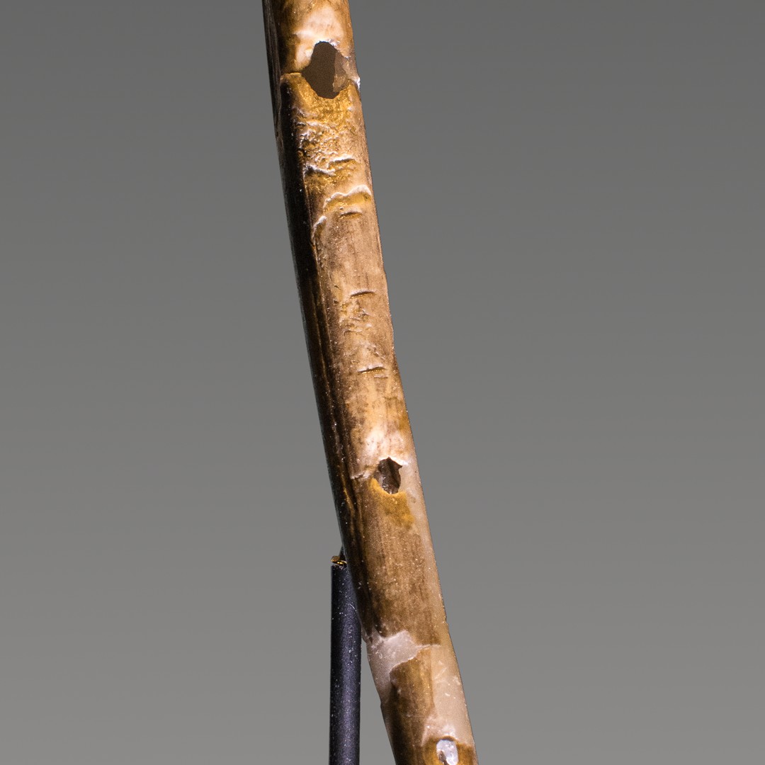 La flûte est l'instrument de musique le plus ancien connu, vieux de 43 000 ans.