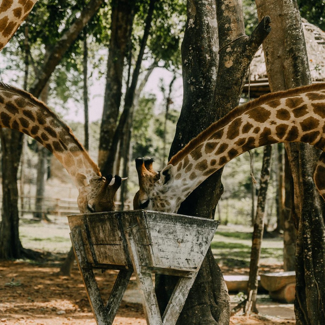 Les girafes dorment très peu, souvent par courtes siestes.