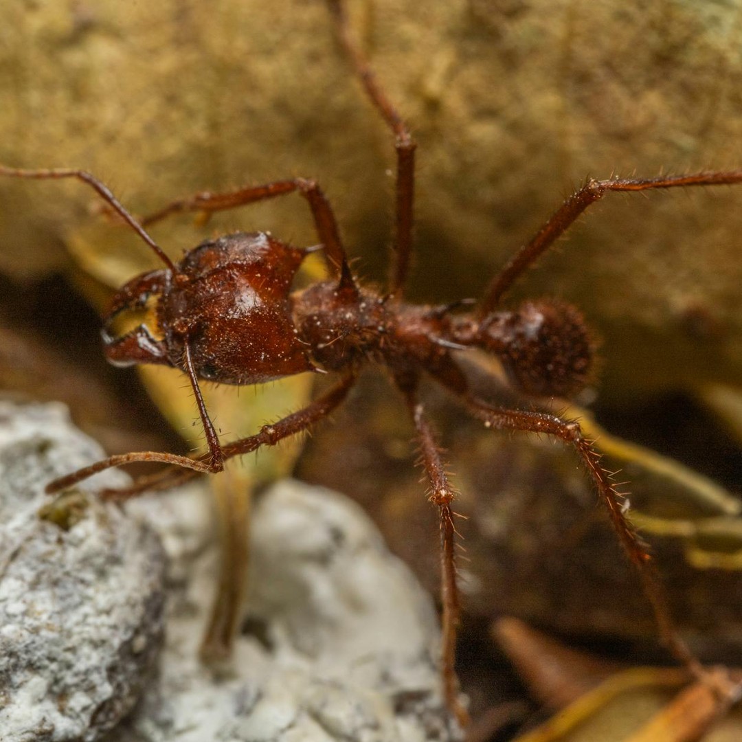 Certaines fourmis utilisent des vibrations pour améliorer la découpe des feuilles.