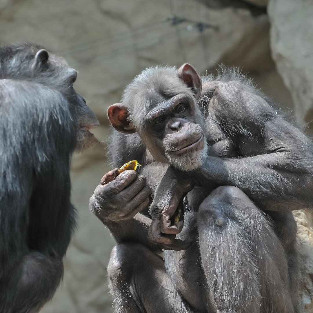 Les chimpanzés utilisent des plantes médicinales pour se soigner.