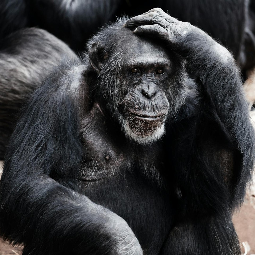 Les humains ont perdu leur queue il y a 25 millions d'années.