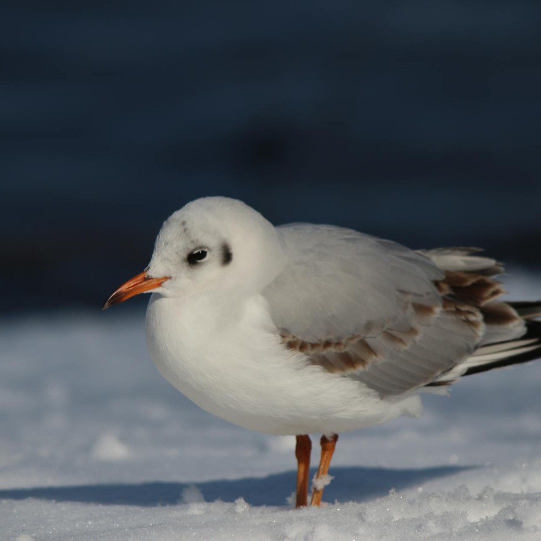 Le Groenland perd 280 milliards de tonnes de glace chaque année.