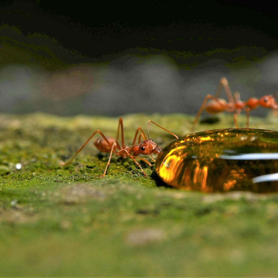 Les fourmis peuvent survivre à une inondation en formant un radeau de plusieurs semaines.