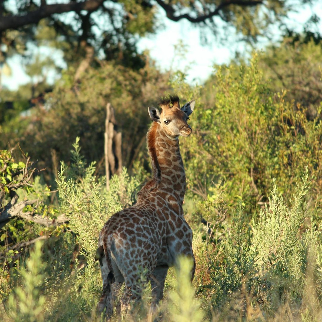 Les girafes naissent avec leurs cornes — elles sont couchées à la naissance.