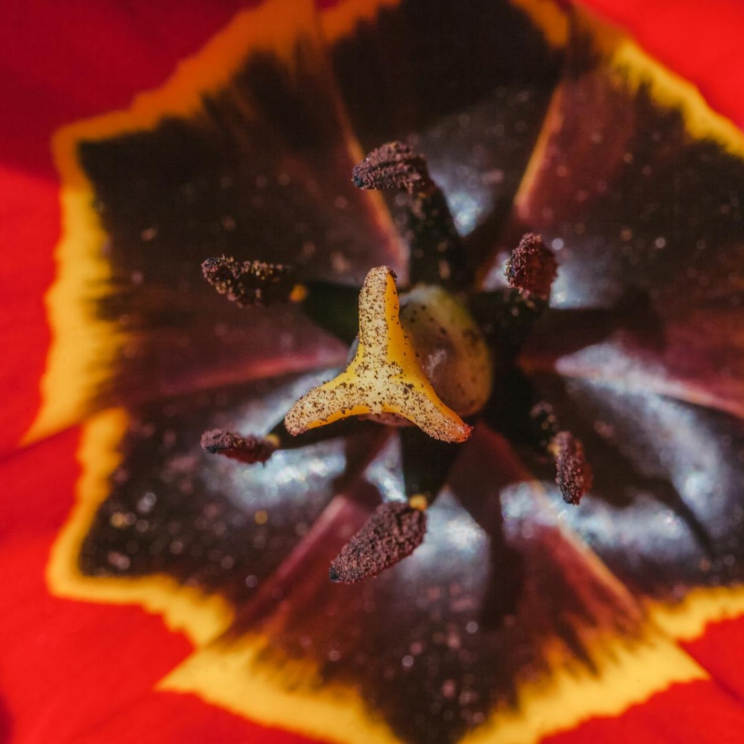 Les fleurs existent depuis 130 millions d'années et ont révolutionné la vie sur Terre.