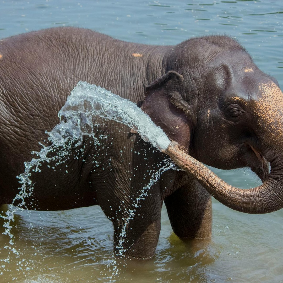 Les éléphants peuvent détecter de l'eau à plusieurs kilomètres de distance.
