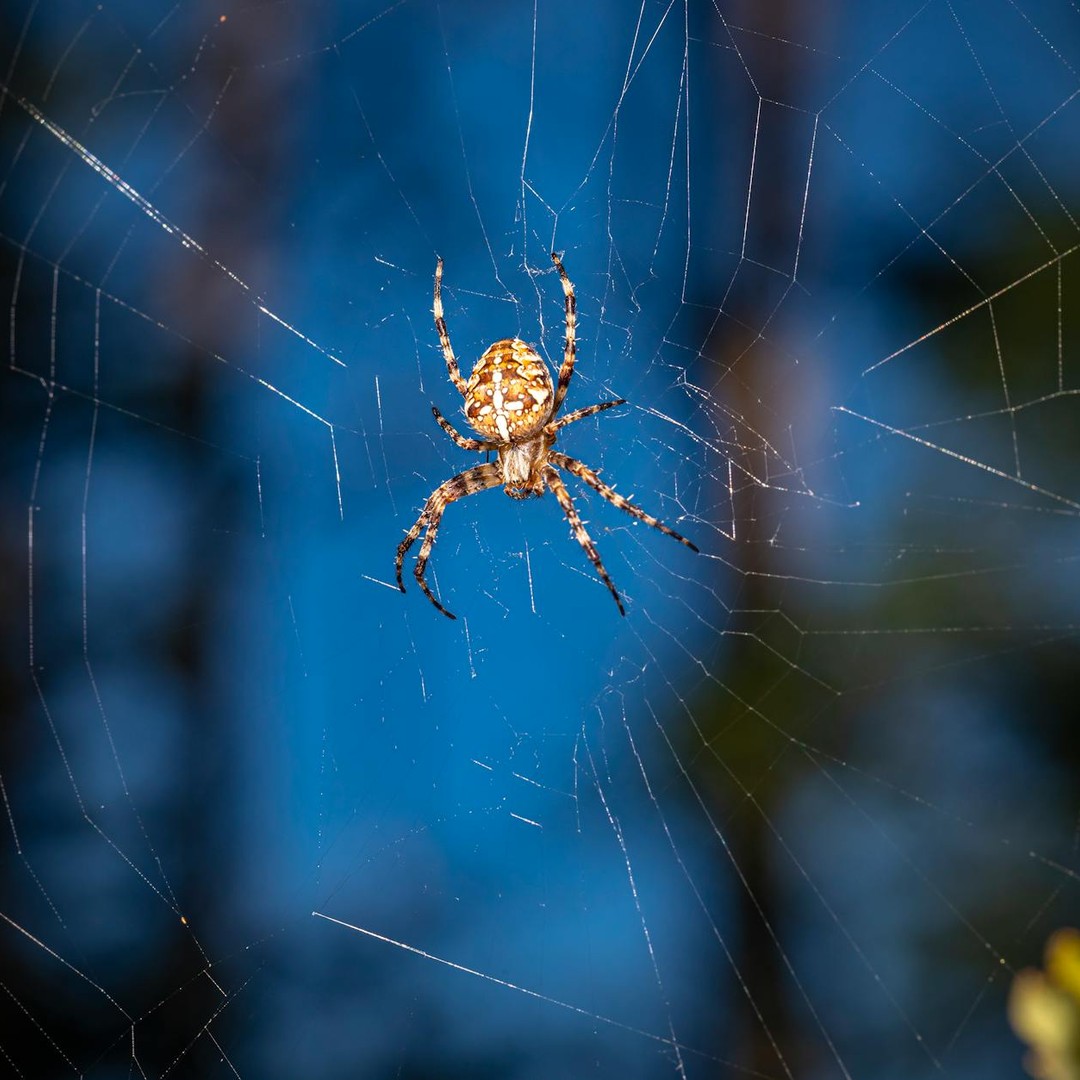 Les araignées ont du sang bleu comme les pieuvres.